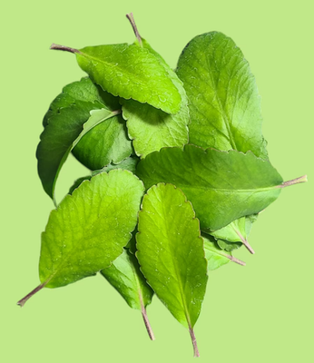 #ad Bulk Miracle Leaf 1 oz leaves only 10 $8.99