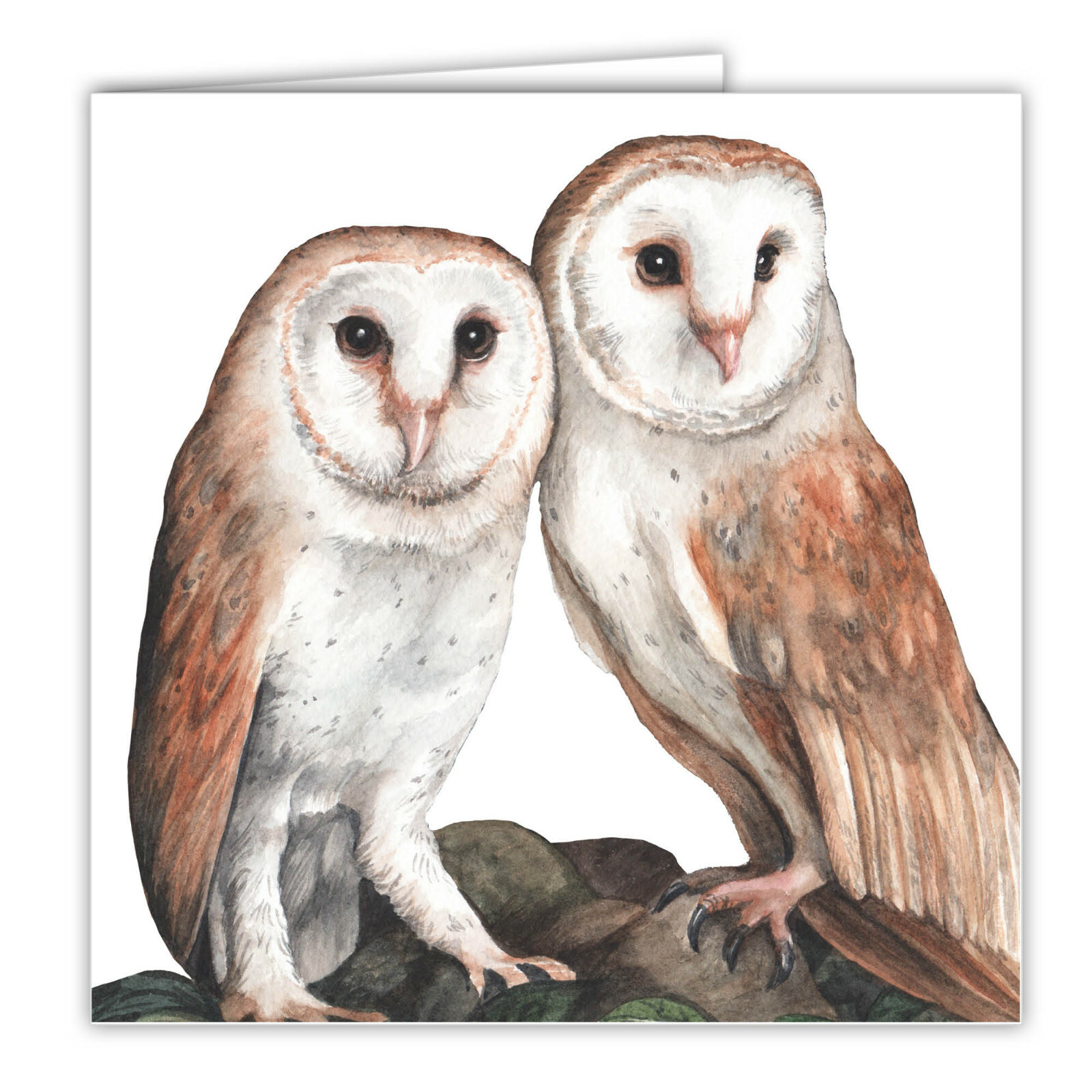 Barn Owls greetings card Barn Owl blank card birds of prey art british wildlife