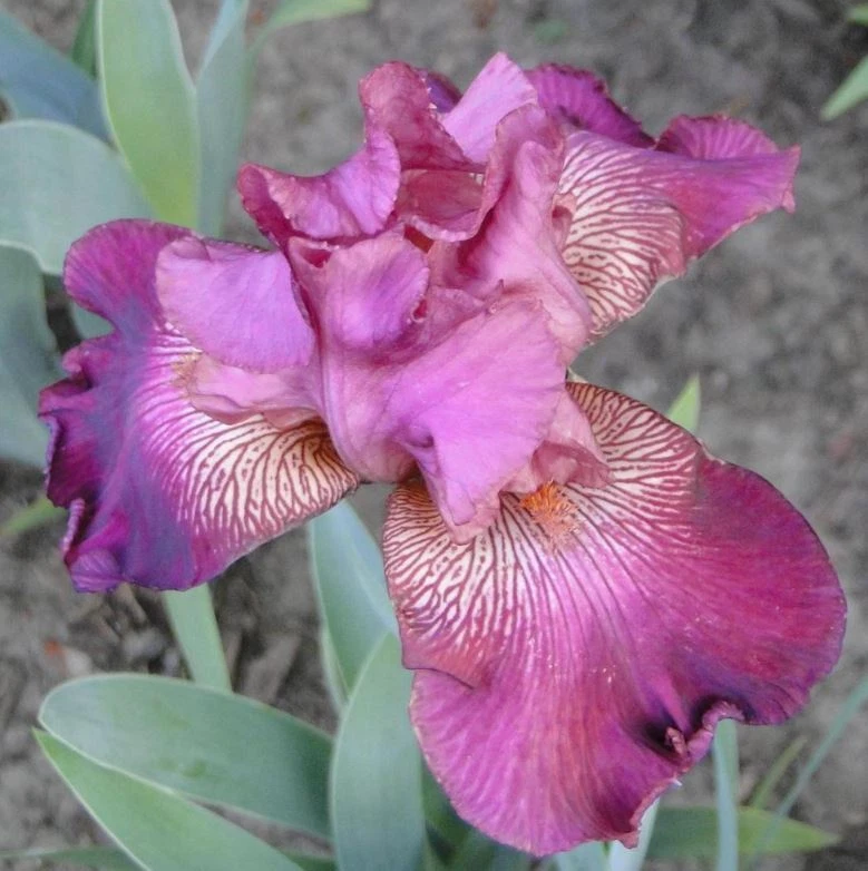 Autumn Rose Bearded Iris Bulb - Deep Magenta Petals - Blue Buddha Farm - Image 2 of 4