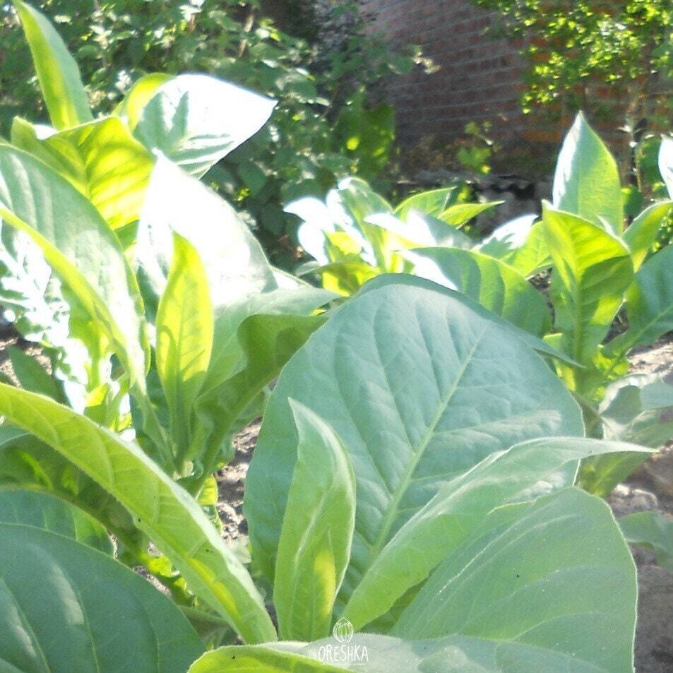 Habano Tobacco2000 300+ PCS fresh seeds, Nicotiana tabacum, Tobacco seeds eBay