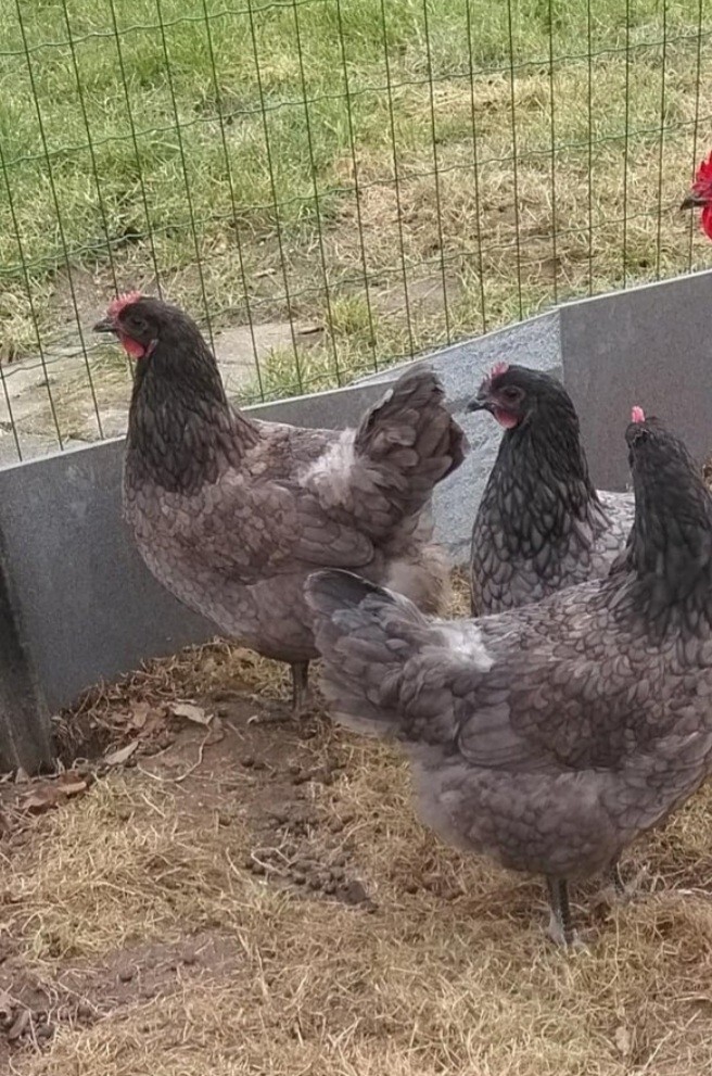 8+ Blue/Jersey GIANT Chicken Eggs to Hatch Pure Fertile Fresh eBay
