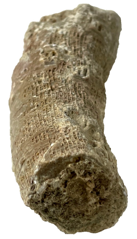 OBO🪨🪸 Natural Organic HORN CORAL FOSSIL #5A NATURAL STONE Detailed DISPLAY🪸🪨