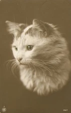 White Cat Postcard Antique 1914 Real Photo RPPC Beautiful Green Eyes Adorable. N
