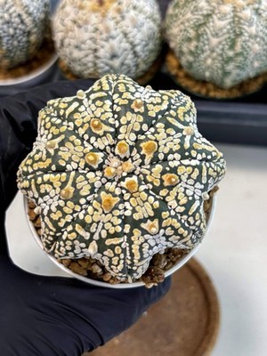 Astrophytum V-Type (at6) (b5) | Rare Star Cactus