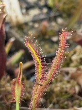 Pianta carnivora Drosera capensis typical  “NO SEMI” Fiori Giardino Dionea