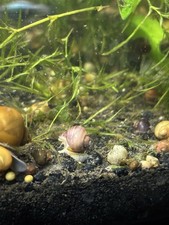Magenta Mystery Snail