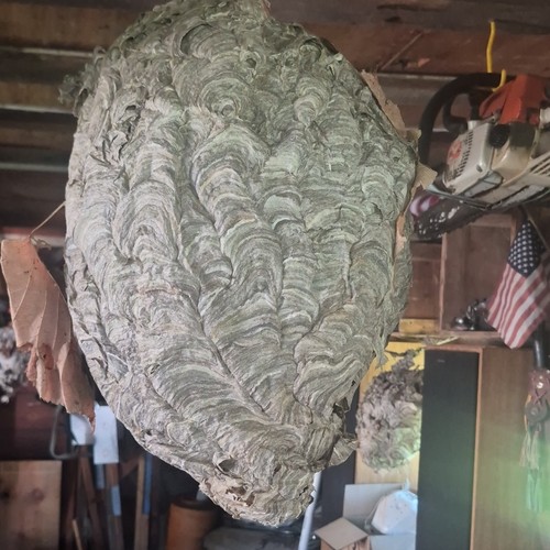 Large Papery Paper Wasp/Hornet Hanging Nest - Paper Nest