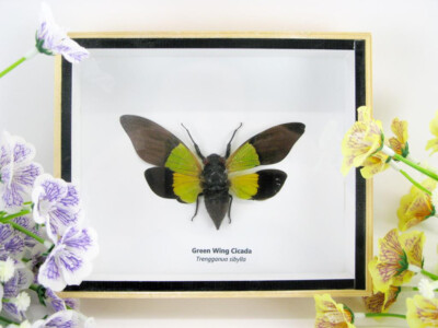 Green Wing Cicada - Tregganua sibylla - in a 3D showcase - museum quality