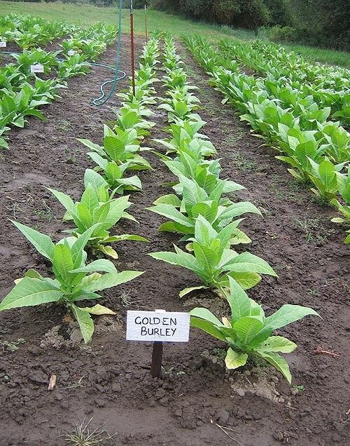 1000 Golden Burley Tobacco Seeds ~ Heirloom Nicotiana Tabacum ~ Flavorful