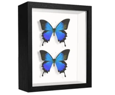 5x7 Small Shadow Box Frame Display Case, Display Case Box for Memorabilia, Medal