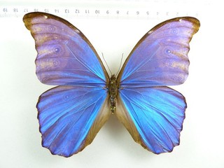ENTOMOLOGY BUTTERFLY: MORPHO GODARTI DIDIUS F. MACULATA MALE PERU RARE!