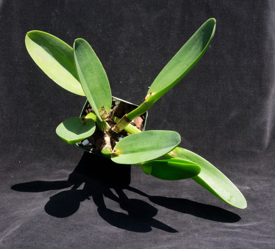 Orchid Plant Pot. Paradise Rose 'Sweety', BLOOMING SIZE DIVISION HO