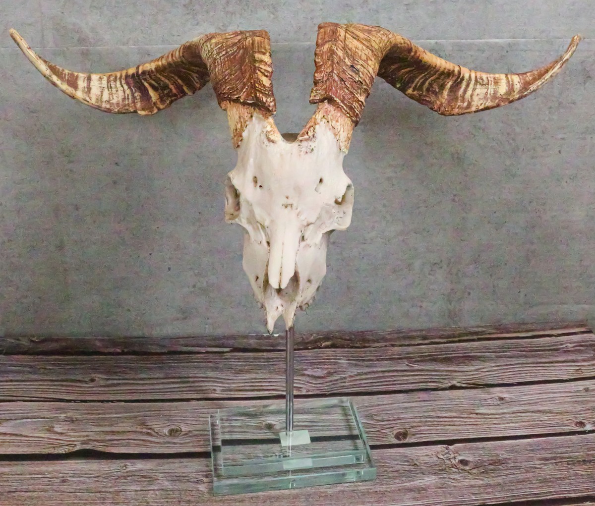 Rustic Western Valais Blackneck Billy Goat Skull Plaque Glass Base