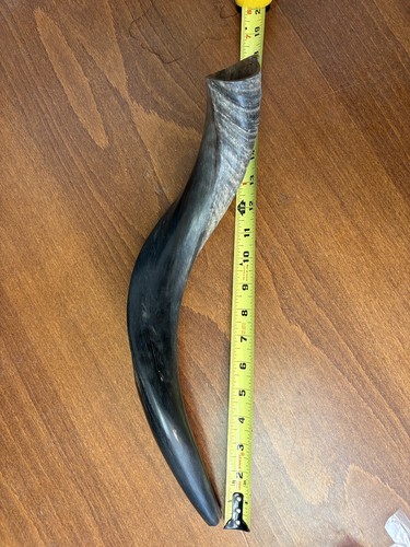 Ram Horn Blowing Shofar Synagogue Prayer 18 inch Old