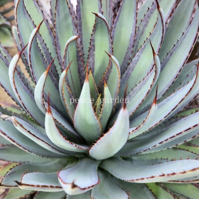 Succulent Plant Mangave bloodline Agave americana L. Beautifu Plant 9-12cm