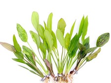 Assorted Sword Plants Echinodorus sp. Bunched or Potted, Emerged or Submerge