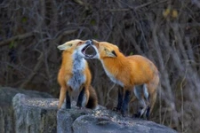 A Red Fox Greeting by Jim Cumming Wildlife Photography Giclee Print Ships Free
