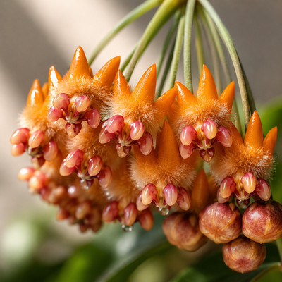 Hoya Lasiantha Rare Tropical Plant | Yellow Fuzzy Fragrant Flowers, Collector Ho
