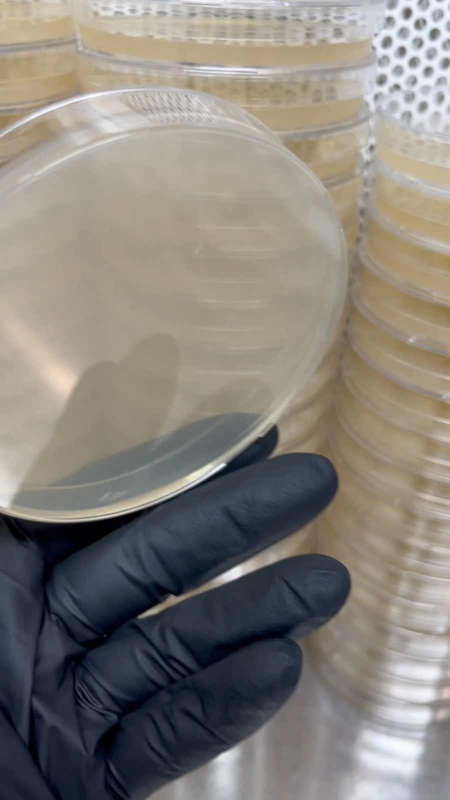 10 Malt Extract Agar Petri Dishes (MEA) Sterile, prepoured, and