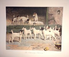 Stampa incisione calcografia gruppo di Jack Russel Terrier cani cm 63,5x75,5