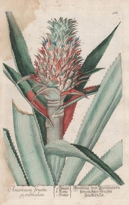 Ananas Obst fruit Pineapple botany Blackwell Kräuterbuch Kupferstich