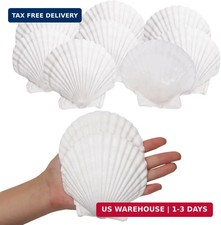 10PCS Sea Shells White Scallop Shells for Crafts Baking Cooking Serving Food, 4-