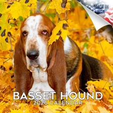 Basset Hound Dog Breed Calendar 2026 FULL SIZE 12x24 Made in USA