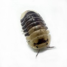 Isopod Factory 6 Cubaris Sp. Snow Bee Isopods Bioactive Clean Up Crew