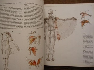 Struttura uomo in movimento Manuale di anatomia artistica