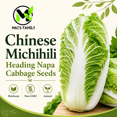 #ad Chinese Michihili Napa Cabbage Seeds Heirloom Non GMO Asian Vegetable $115.99