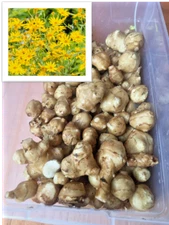 White Mammoth Organic Sunchoke / Jerusalem Artichoke - Helianthus tuberosus