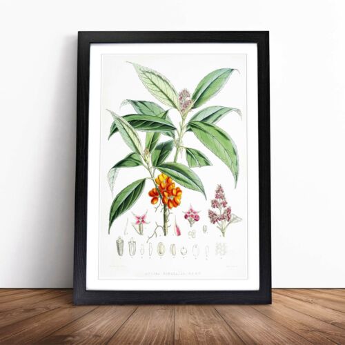 Himalayan Flowers Illustrations W. H. Fitch Wall Art Print Framed Canvas Picture - Picture 1 of 11