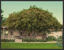 Photo:Gold of Ophir roses,house,Pasadena,California,CA,c1902