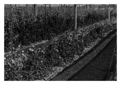 US Air Force Ascension Island Tomato Plants 1945