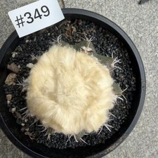 Sale Rare Plant Cacti Discocactus horstii WYSIWYG Own Root WYSIWYG Decor Garden-