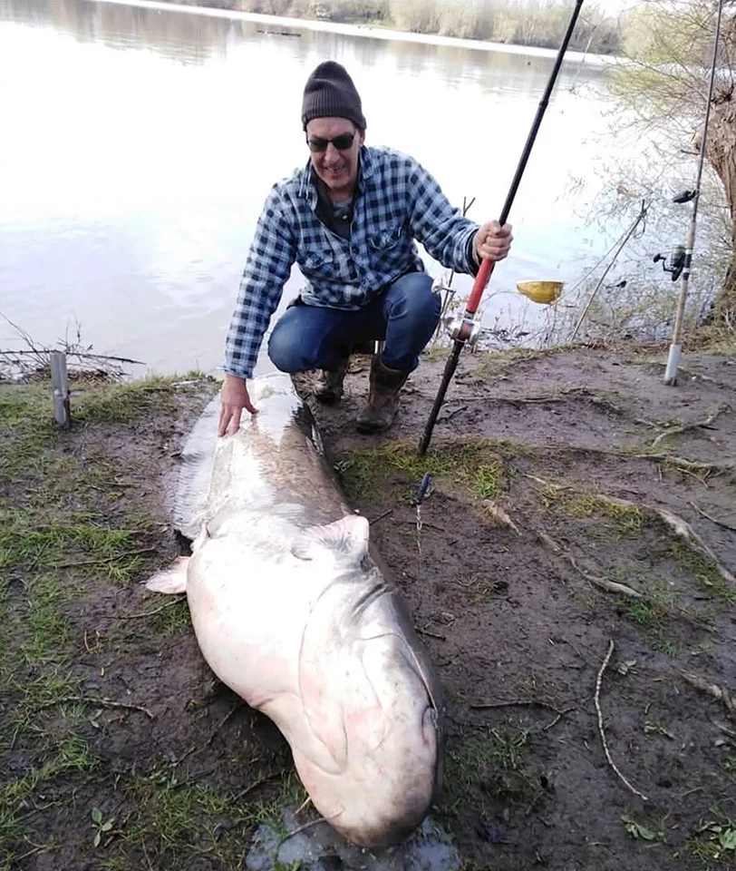 2025 HAMACHI 10' XOS GT'n'Doggie Exp 50 - 100lb Japanese OVERHEAD fishing rod - Image 4 of 4