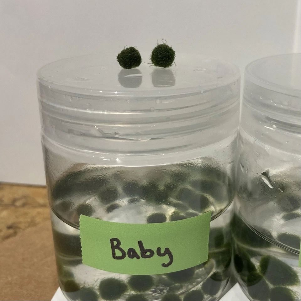 Marimo Moss Ball Mini Acuario Amigos Varios Tamaños [Leer Desc Antes de Comprar] Foto 4 de 4