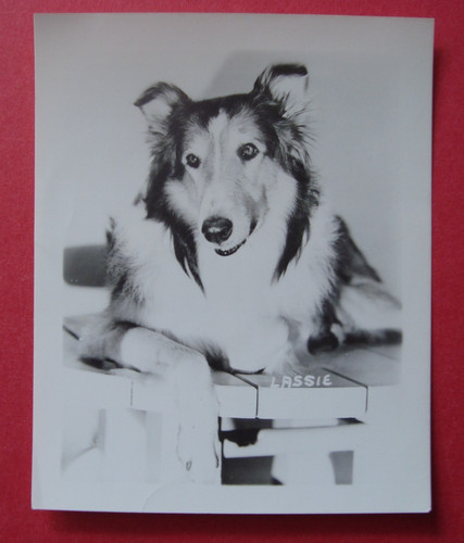 Vintage 4 x 5 Black & White LASSIE Photo
