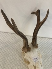 Kapitałowy kozioł jelenia 292 gramy super trofeum!!! Masywny!! Dekoracja , vintage