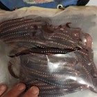 Berkley & Chompers Mixed Lot Soft Plastic Freshwater Baits/Worms & Grubs — photo 2