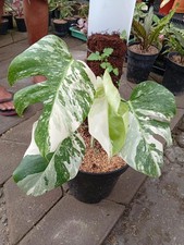 Real Picture Monstera Holland Variegated 4 Leaves Medium Size Rare Plant