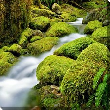 Outdoor Safe Art Print Canvas Mossy Covered Rocks 24" x 24" In/Outdoor  33761-24