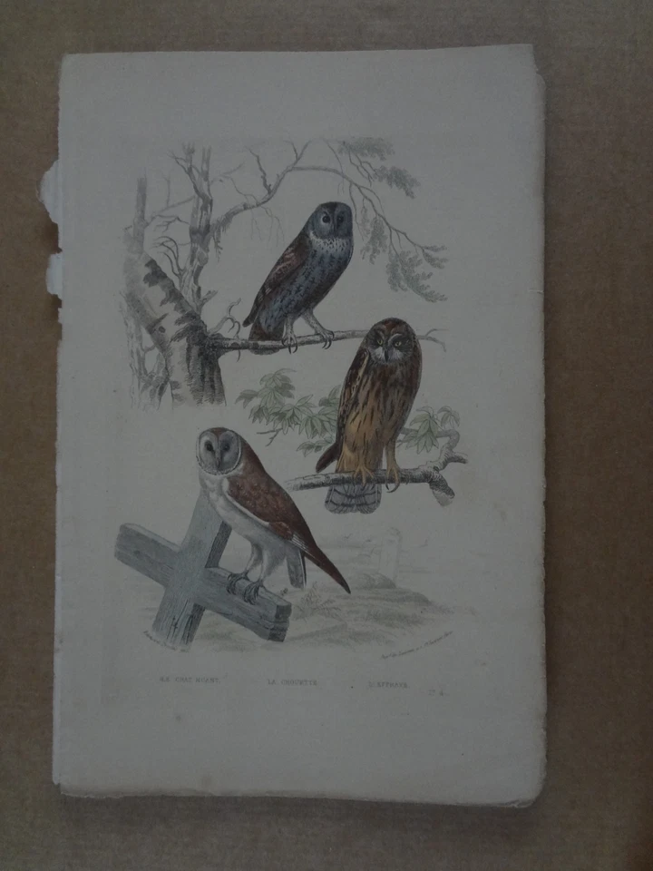 Gravure du XIX siècle : oiseau CHAT HUAN, CHOUETTE, EFFRAYE - Photo 1/1