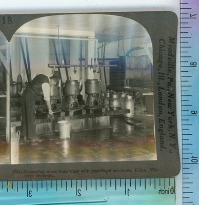 Separating Cream from Whey Colac Victoria Australia Keystone Stereoview