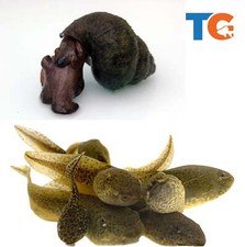 Live Tadpole and Snail Combo  Buy Online Live Arrival Guarantee  Free Shipping