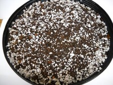 ORGANIC Potting Soil Mix Sphagnum Peat Moss 50  Perlite 50 - 1.5 Gallons