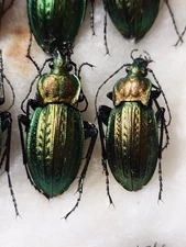 1 Pair Carabus cancellatus ssp. emarginatus Carabidae,