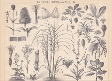 Piante industriali tabacco canna da zucchero INCISIONE SU LEGNO del 1884 gomma quercia da sughero