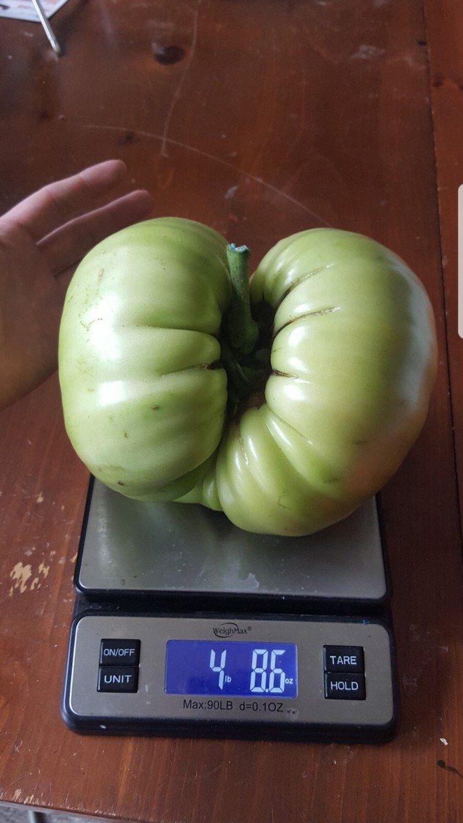 Giant Tomato Seeds X20! Big Zac! Award Winning! Can Produce