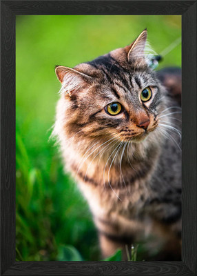 Cat Framed Wall Art Poster Canvas Print Picture